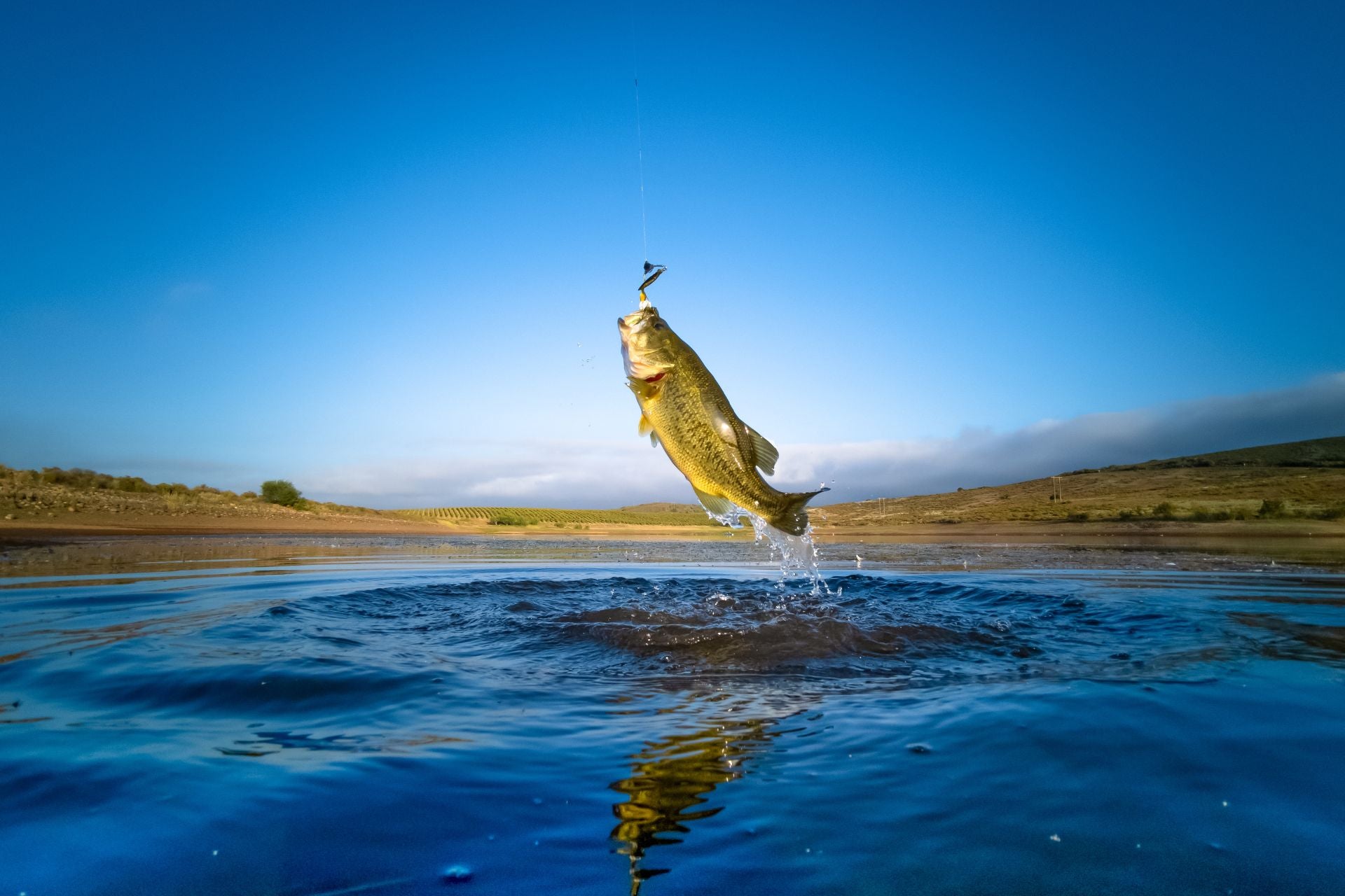 Fish leaping out of water with a clear blue sky in the background